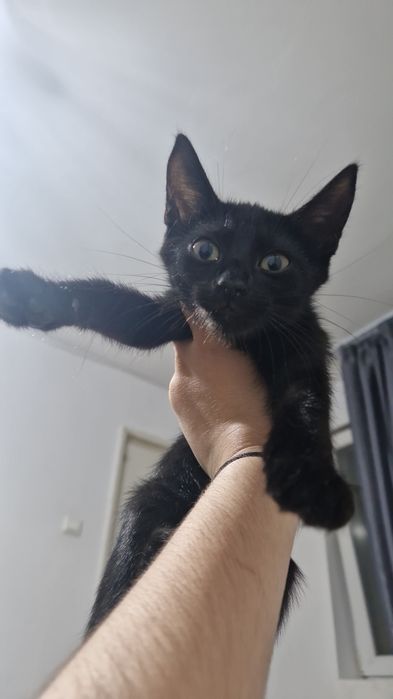 Pisicute spre adoptie