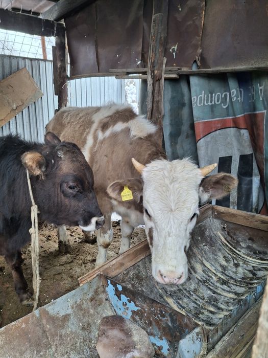 Продам бычка и телку