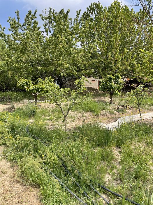 Паркент туман Сукок кишлогида 5 соток ер участкаси сотилади