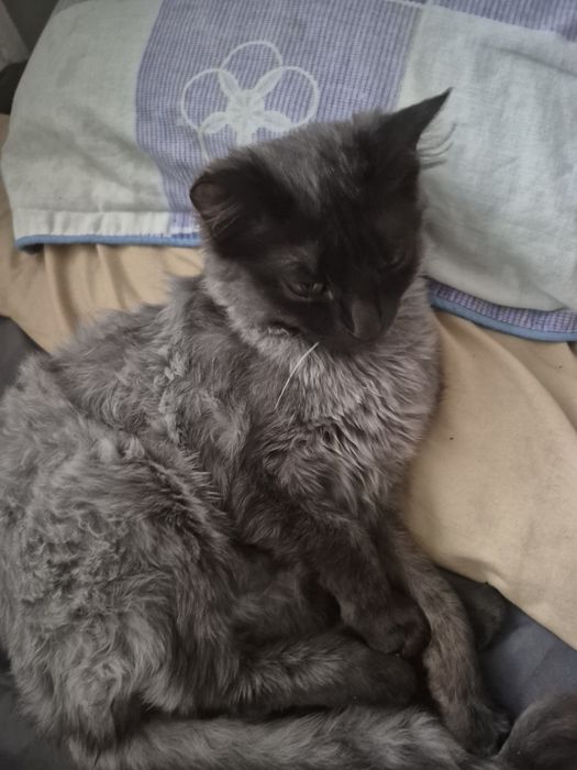 Отдаю кота и кошку в добрые руки