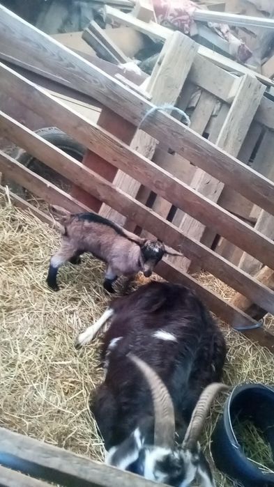 De vânzare capre cu iezi și dea fatat 20 de bucăți