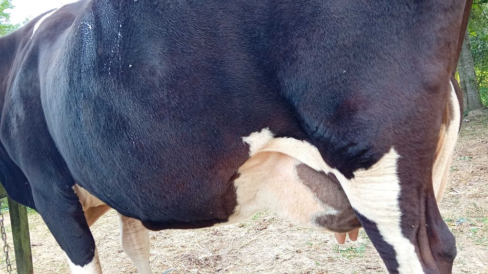 Vacă holstein cu pedigree