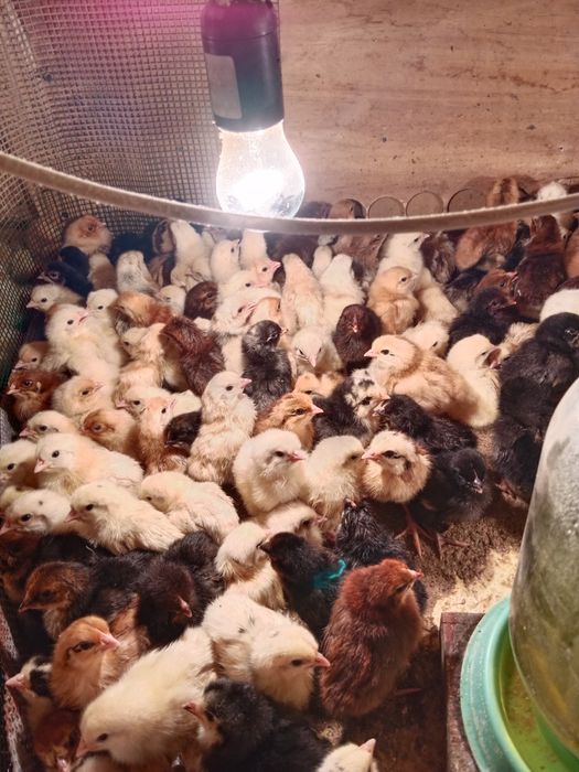 Цыплята разные породы