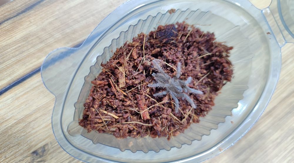 Тарантули - Всякакви видове и размери