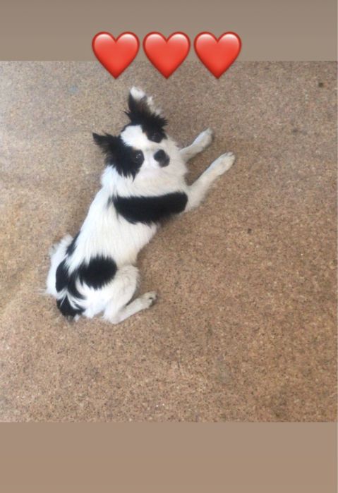 Пропала собака , пинчер , кабель