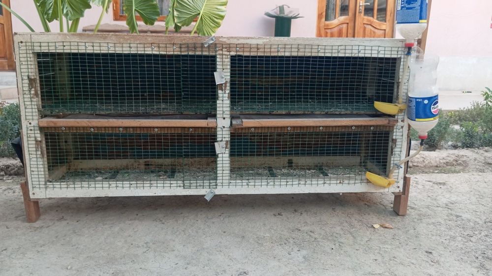 Qafas, in, katak