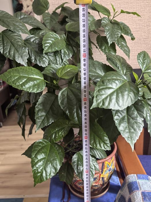 Продам гибискус (китайскую розу).