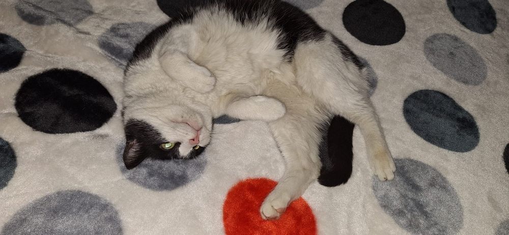 Mica pisica cauta familie pe bune