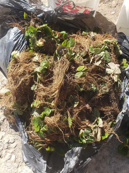 Разсад Ягоди Азия