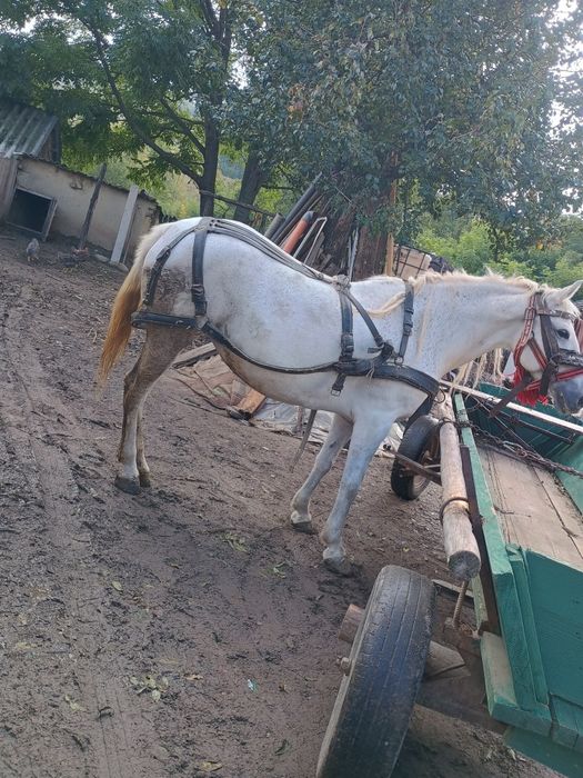 Vând, iapă de 6 ani