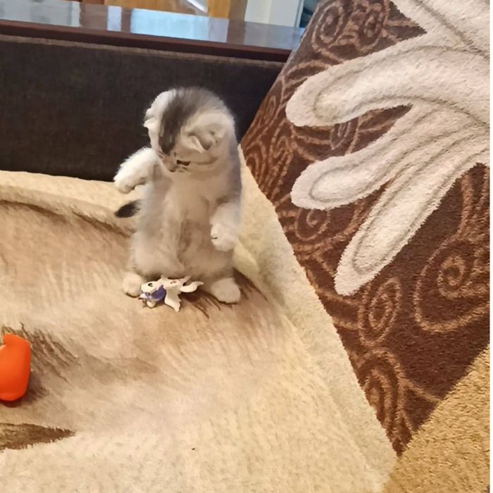 Продаётся чистокровный котята