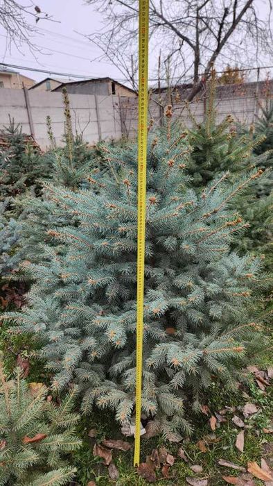 Голубая Ель ва Яшил Ель Сотилади 50% Скидкада