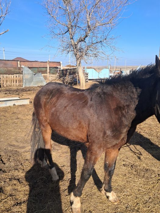 Кунан сатам мынгы жуас