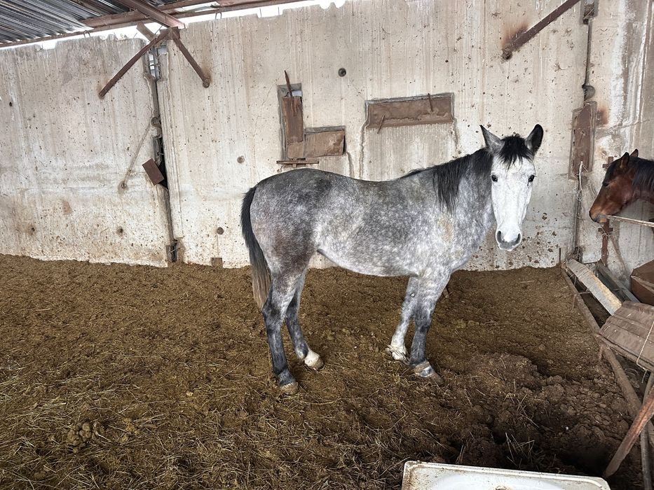 Байланған бие сатылады.