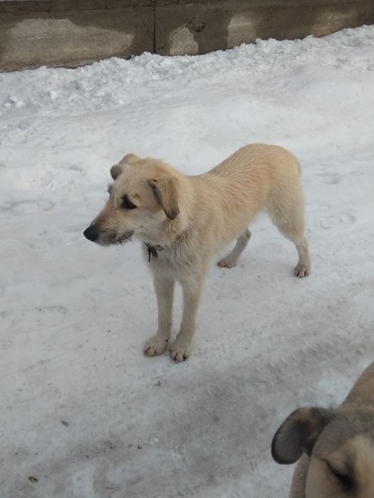 Молодая стерилизованная собачка