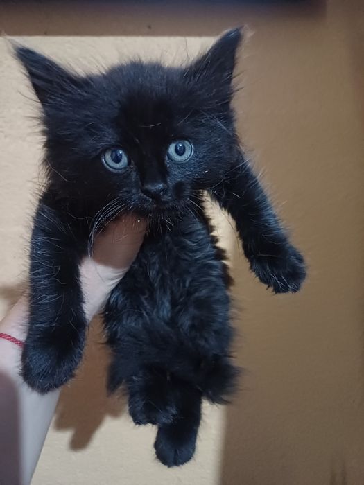 Мъжко котенце търси дом