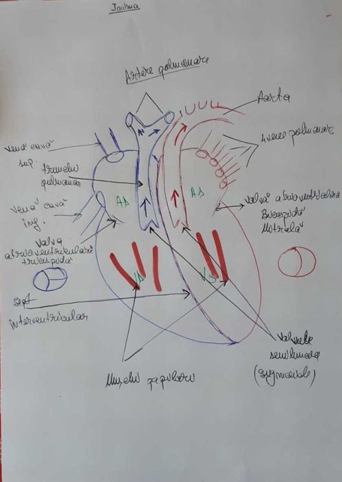 Meditații la BIOLOGIE pentru ADMITERE la facultatea de medicină
