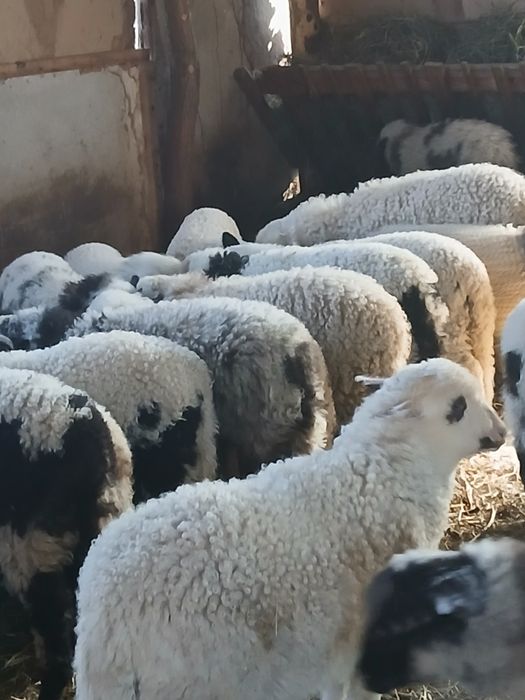 Vind 103 oi cu miei mari și frumoși