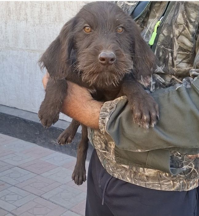 Продам Дратхаар кобеля