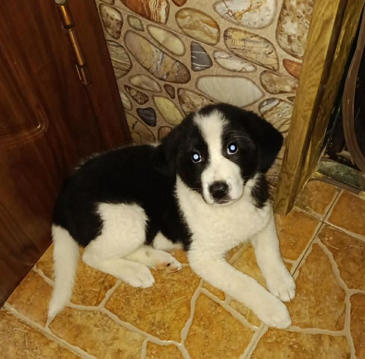 Малинка ищет дом !