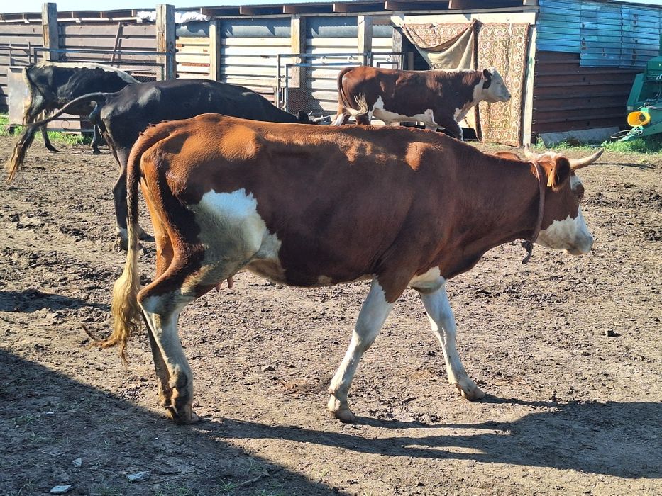 Продам коров молочных