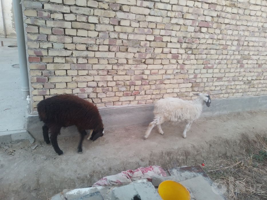 2 ta q6chqor Barra sotiladi