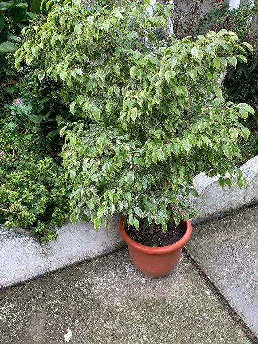 Plante : plante și semințe