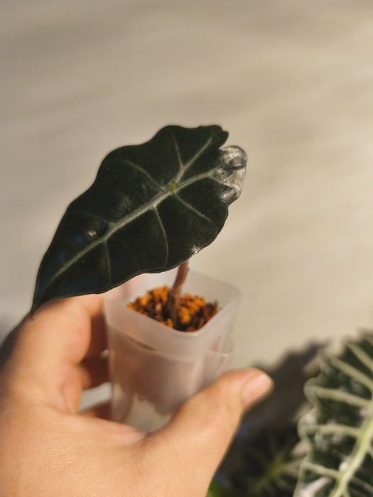 Продам алоказия Полли