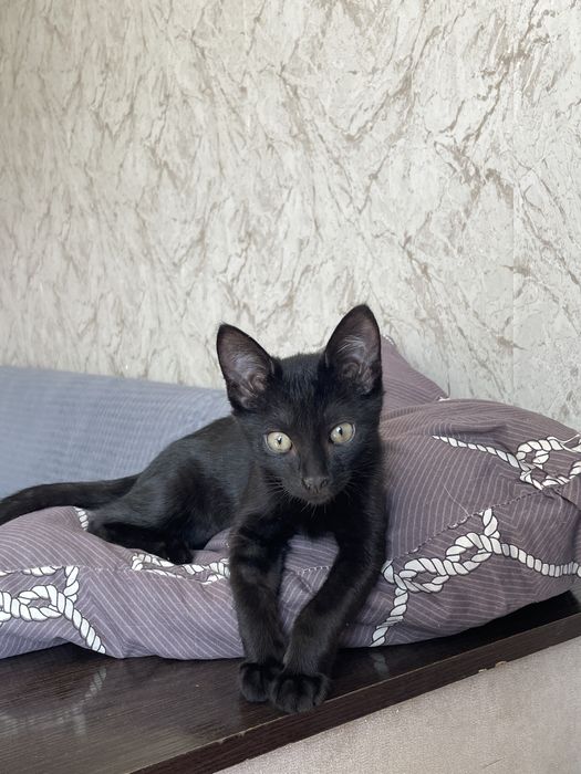 Котенок ищет дом и любящих хозяев
