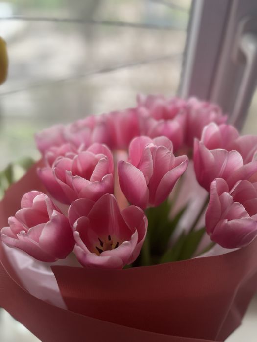 Продам цветы тульпаны 15 штук