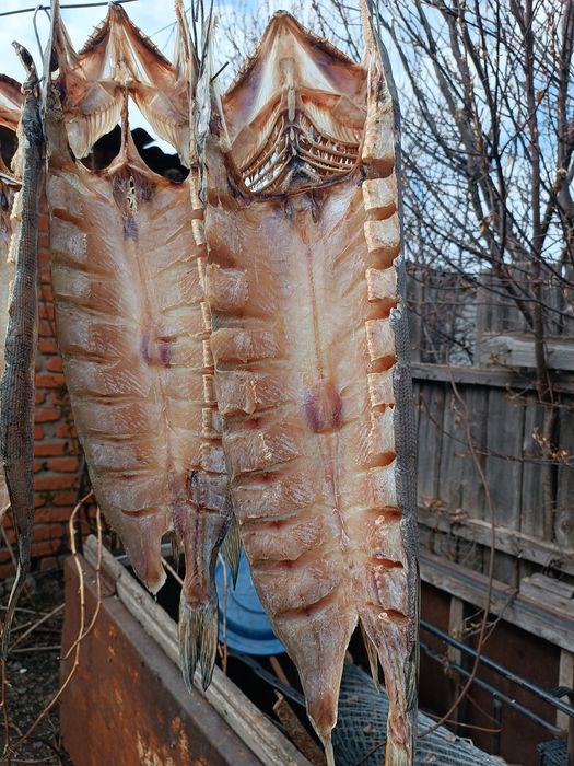Продам. Вяленая щука. 3000 за кг.
