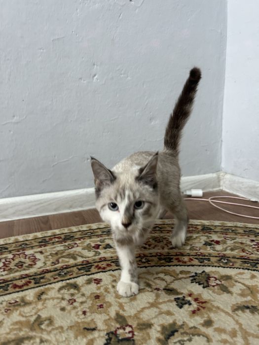 Lynx point пародиски кошка