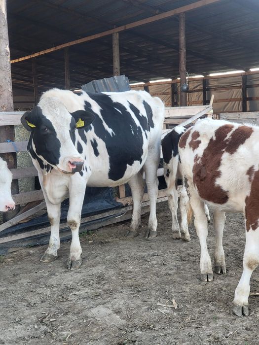 Vacii junici vitei Hollstain