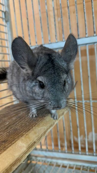 Продам шиншиллу девочка+большая клетка