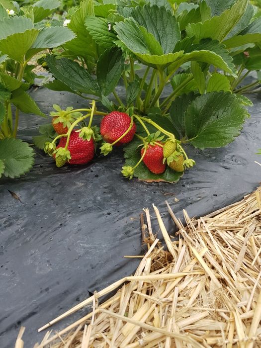 Stoloni de capsuni care fructifică tot anul , până cade gerul