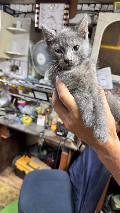 Ищет дом котеночек