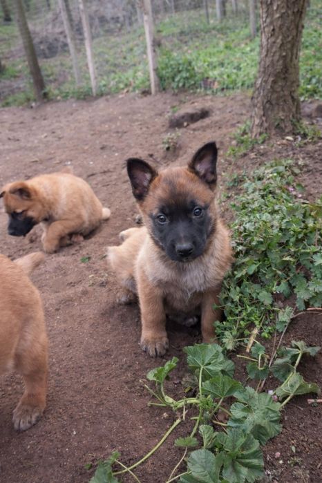 Белгийски овчарки Малиноа