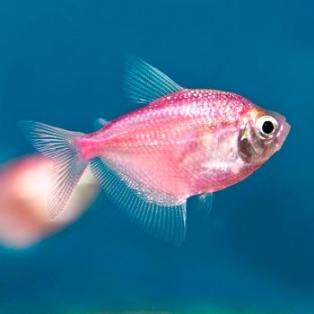 Продам рыбок, есть и обмен