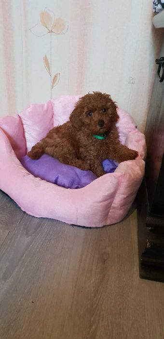 Пудел Мини кученца