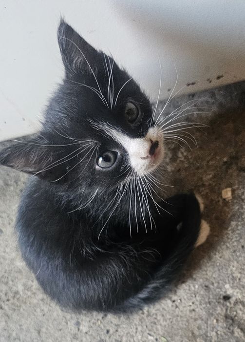 Котята в хорошие, добрые руки