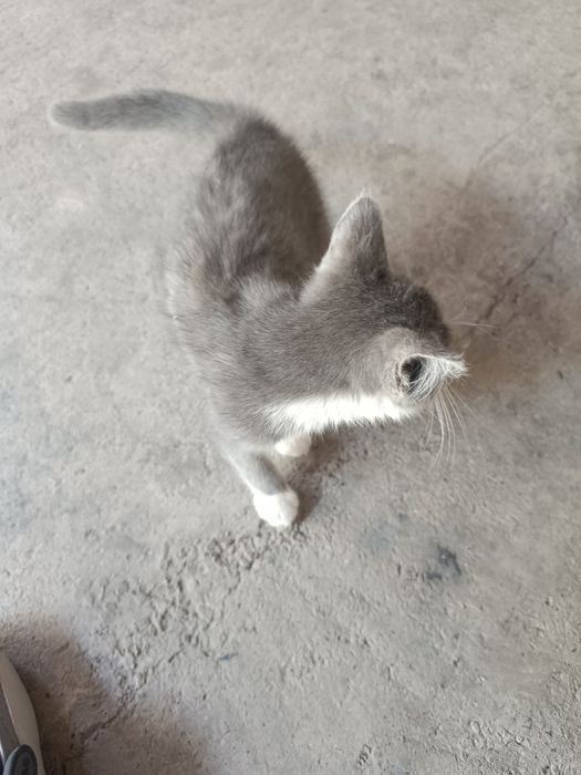 Отдаем котенка в хороши руки
