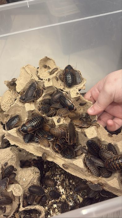 Продаю кормовую блаптику