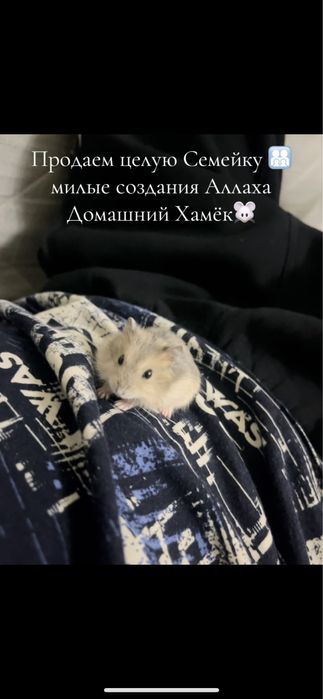 Продам хамёк семейку