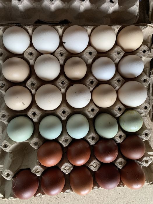 Oua pentru incubat  Marans Araucana Labresse