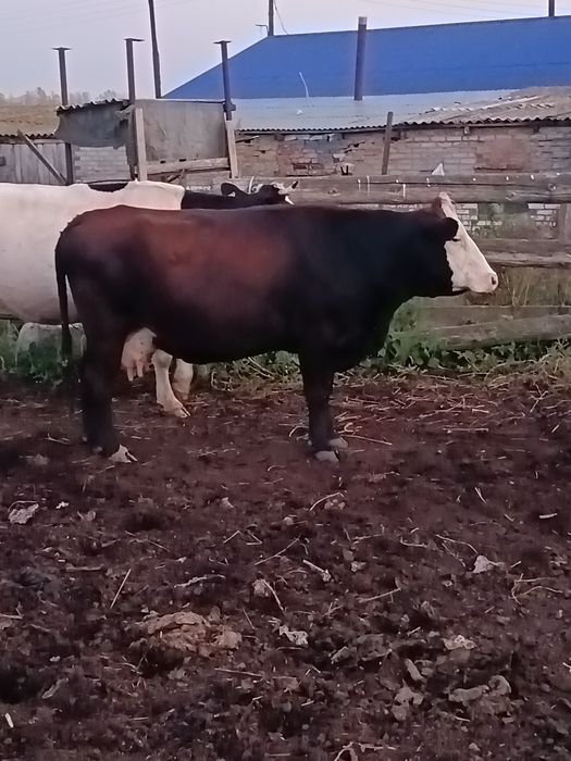 Продам нетель и каров