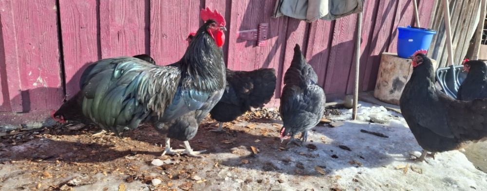 Oua  găini Australorp