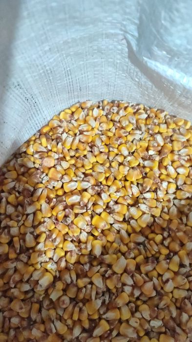 Porumb grăunte 2025