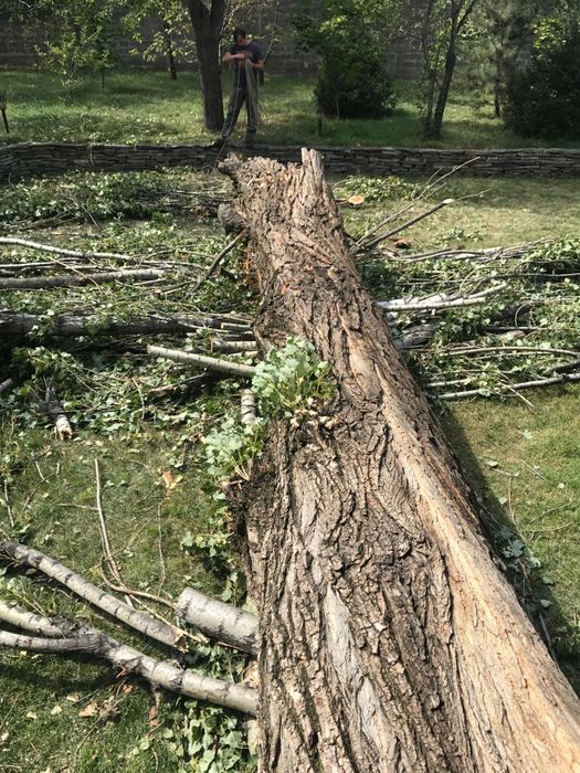 Спил, обрезка деревьев