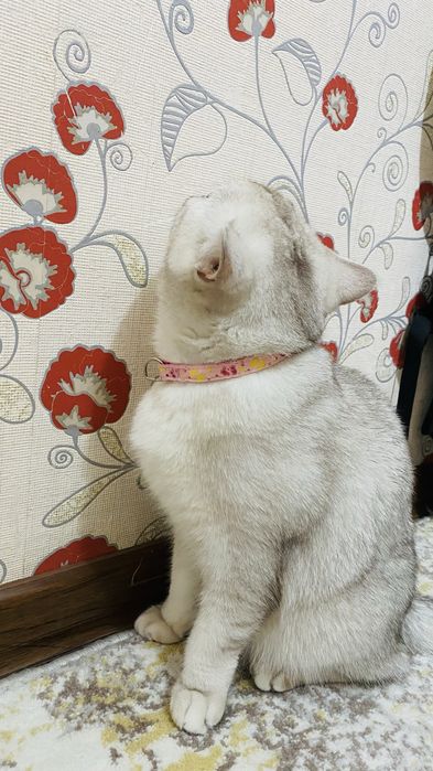 Mushuk sotiladi zoti: British Shorthair