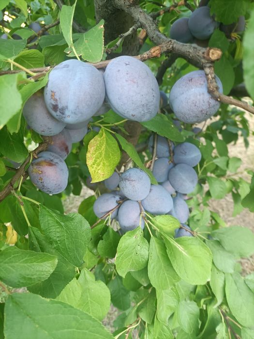 Prune Stanley, record,